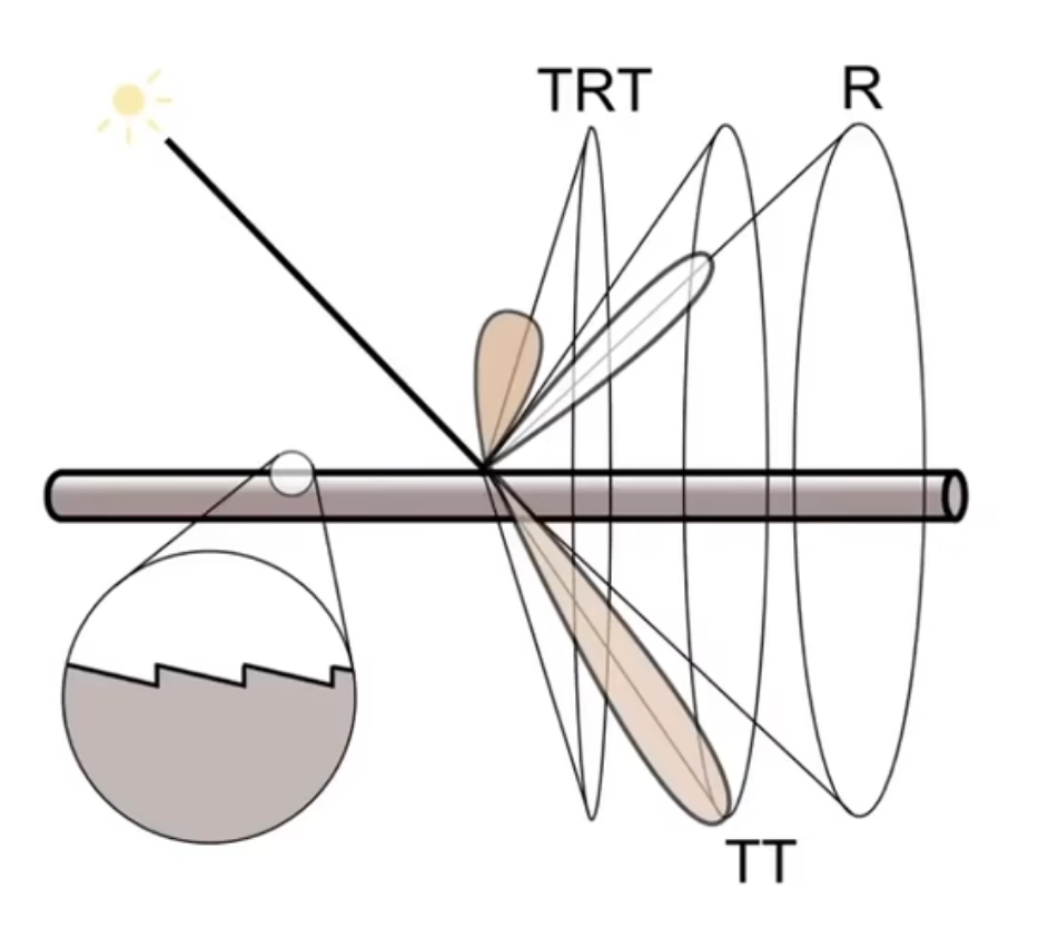 Marschner Model